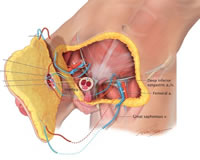 Penis Transplants for Trans Men? Not So Fast.